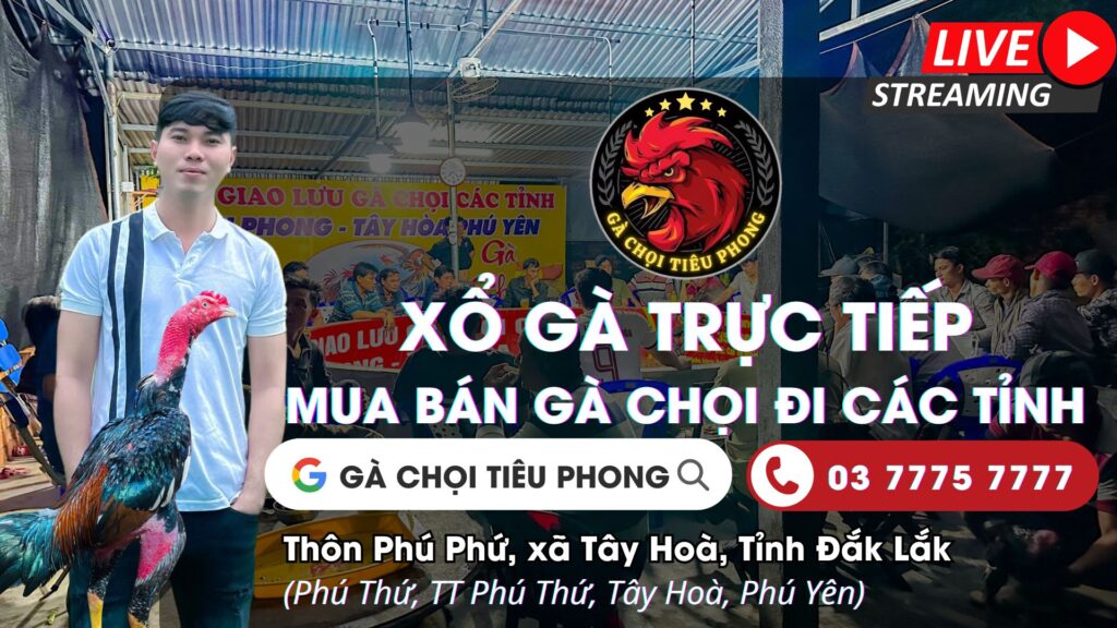 Video ngày 27/8 – CLB Gà Chọi Tiêu Phong